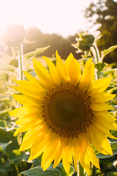 Olio di Semi di Girasole e prodotti Delicius: ecco perchè!