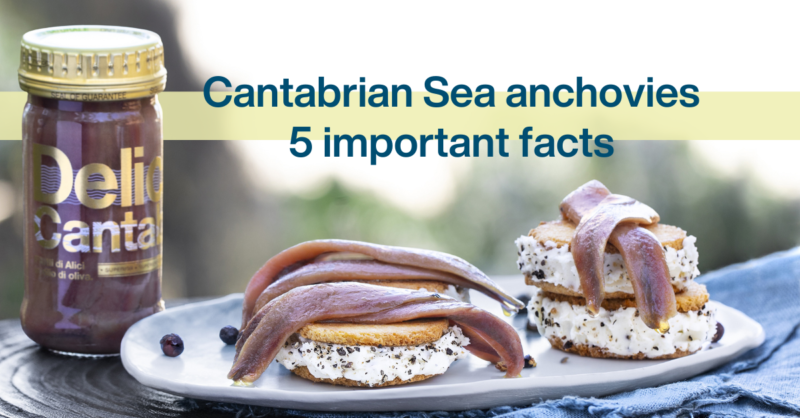 Cantabrian Sea anchovies, 5 important facts